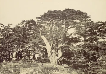 De grootste van de ceders, Mount Libanon, 1857