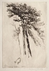 De nieuwste boom