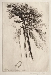 De Laatste Boom, 1882