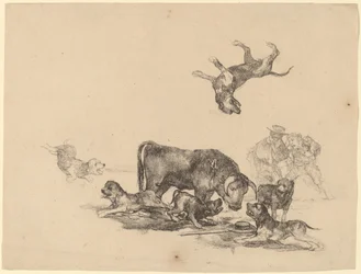 Stier Aangevallen door Honden