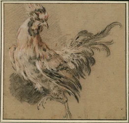 Studie van een haan