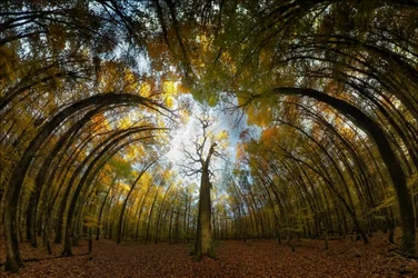 Herfstbos-tunnel