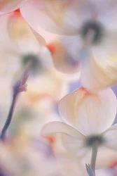Zachtroze kornoelje-bloesems