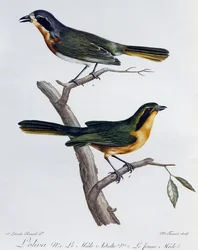 Volwassen mannetje en jong van Olijfgroene Bosklauwier (Telophorus olivaceus), gravure uit Histoire Naturelle des Oiseaux d