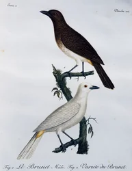 Afrikaanse roodoogbuulbuul (Pycnonotus nigricans), gravure uit Histoire Naturelle des Oiseaux d