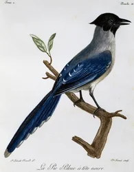 Azuurvleugelgaai (Cyanopica cyanus), gravure uit Histoire Naturelle des Oiseaux d