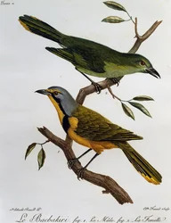 Bokmakierie Bosklauwier (Telophorus zeylonus), gravure uit Histoire Naturelle des Oiseaux d