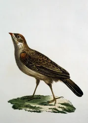 Vrouwelijke Koekoeksroller, gravure uit Histoire Naturelle des Oiseaux d