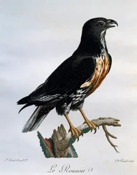 Jakhalsbuizerd (Buteo rufofuscus), gravure uit Histoire Naturelle des Oiseaux d