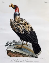 Koninggier (Sarcoramphus papa), gravure uit Histoire Naturelle des Oiseaux d