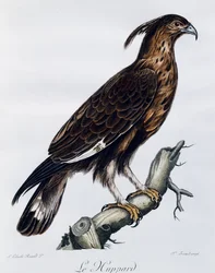 Langkuifarend (Lophaetus occipitalis), gravure uit Histoire Naturelle des Oiseaux d