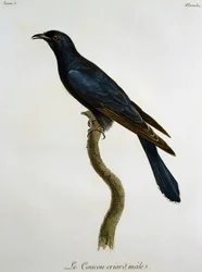 Mannelijke zwarte koekoek (Cuculus clamosus), gravure uit Histoire Naturelle des Oiseaux d