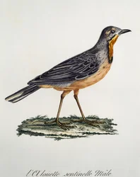 Mannelijke Kaapse Langklauw, gravure uit Histoire Naturelle des Oiseaux d