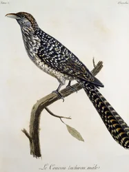 Mannelijke Coucou tachirou, gravure uit Histoire Naturelle des Oiseaux d