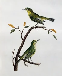 Mannetje en vrouwtje van Bleekwitte Oog (Zosterops pallidus), gravure uit Histoire Naturelle des Oiseaux d