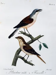 Mannetje en vrouwtje van de Roodkopklauwier (Lanius collurio), gravure uit Histoire Naturelle des Oiseaux d