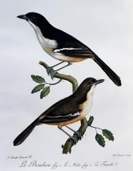 Mannetje en vrouwtje van de Zuidelijke Boubou (Laniarius ferrugineus), gravure uit Histoire Naturelle des Oiseaux d