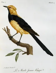 Merle Jaune Huppe, gravure uit Histoire Naturelle des Oiseaux d