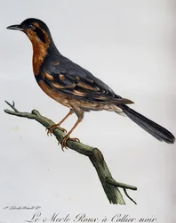 Merle roux collier noir, gravure uit Histoire Naturelle des Oiseaux d