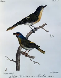 Olijfgroene Bosklauwier (Telophorus olivaceus), gravure uit Histoire Naturelle des Oiseaux d