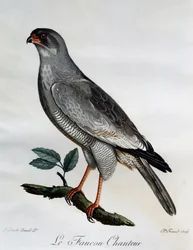 Bleke Zanghavik (Melierax canorus), gravure uit Histoire Naturelle des Oiseaux d