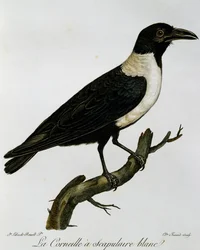 Bonte Kraai (Corvus albus), gravure uit Histoire Naturelle des Oiseaux d