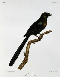 Vlaggendrongo (Crypsirina temia), gravure uit Histoire Naturelle des Oiseaux d