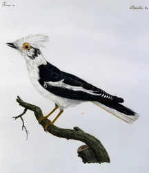 Witte Helmlijster (Prionops plumatus), gravure uit Histoire Naturelle des Oiseaux d