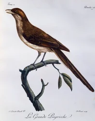 Geelsnavelklauwier (Corvinella corvina), gravure uit Histoire Naturelle des Oiseaux d