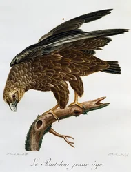 Jonge Bateleur (Terathopius ecaudatus), gravure uit Histoire Naturelle des Oiseaux d