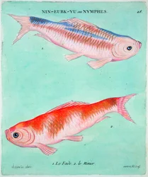 Chinese goudvis