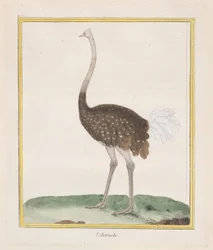 Struisvogel, 1770-1786
