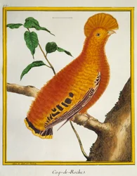 Guyaanse Rotshaan (Rupicola rupicola), uit Histoire naturelle des oiseaux