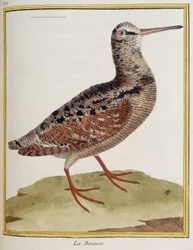"La becasse", plaat 885 van zoölogie uit "Histoire des oiseaux" van François Nicolas Martinet
