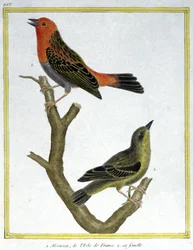 Huismus van Ile de France. Gravure door Francois Nicolas Martinet in: Histoire naturelle des oiseaux, door Georges Louis Leclerc de Buffon, Frankrijk, ca. 1777