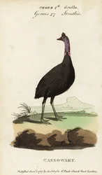 Zuidelijke kasuaris, Casuarius casuarius