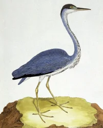 De Reiger