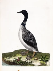 Zoologische kaart (ornithologie): grote spotduiker (gavia immer). Illustratie in 