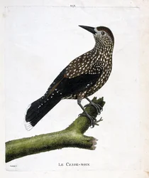 Zoologisch bord (ornithologie): de notenkraker (vliegende noot of nucifraga caryocatacts) op een tak. Illustratie in 