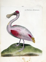 Zoologische kaart (ornithologie): Amerikaanse lepelaar (roze lepelaar of platalea ajaja). Illustratie in 