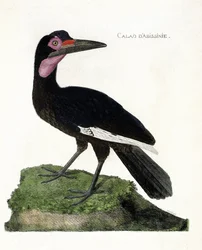 Zoologische kaart (ornithologie): Calao d