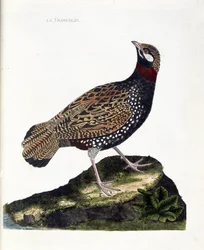 Zoologische kaart (ornithologie): Francolin (francolin noir of francolinus francolinus). Illustratie in 