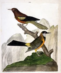 Zoologische kaart (ornithologie): Ilinois Merel (Baltimore troepiaal of icterius bonana) en Guiana Merel (Martinique troepiaal of icterius bonana) op een tak. Illustratie in “De Geschiedenis van de Vogels, Geschilderd in Hun Verschijnende en Gevoelige Aspe