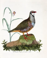 Zoologische kaart (ornithologie): De rode patrijs van Frankrijk, mannetje (rode patrijs of alectoris rufa). Illustratie in 
