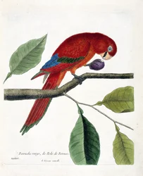 Zoologische kaart (ornithologie): Rode parkiet van het eiland Borneo (Grote eclectus of eclectus roratus). Illustratie in 
