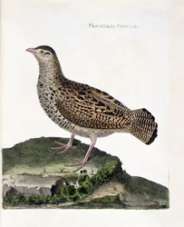 Zoologische plaat (ornithologie): vrouwelijke frankolijn (zwarte frankolijn of Francolinus francolinus). Illustratie in “De geschiedenis van de vogels, geschilderd in hun verschijnende en gevoelige aspecten” van François Nicolas Martinet (1731-1800).