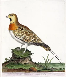 Zoologische kaart (ornithologie): Het mannetje gelinotte van Pyreneeën (Ganga cata of pterocles alchata). Illustratie in 