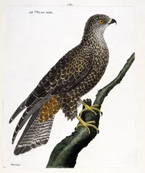 Zoologische kaart (ornithologie): zwarte milvus migrans op een tak. Illustratie in “De Geschiedenis van de Vogels, Geschilderd in Hun Verschijnende en Gevoelige Aspecten” door Francois Nicolas Martinet (1731-1800). Privécollectie.