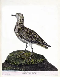 Zoologische kaart (ornithologie): kasuaris (kasuaris of cassuarius cassuarius). Illustratie in 