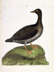 Zoologische kaart (ornithologie): vrouwelijke eider (eider of somateria mollissima). Illustratie in 